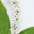 Boutonniere