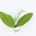 Boutonniere